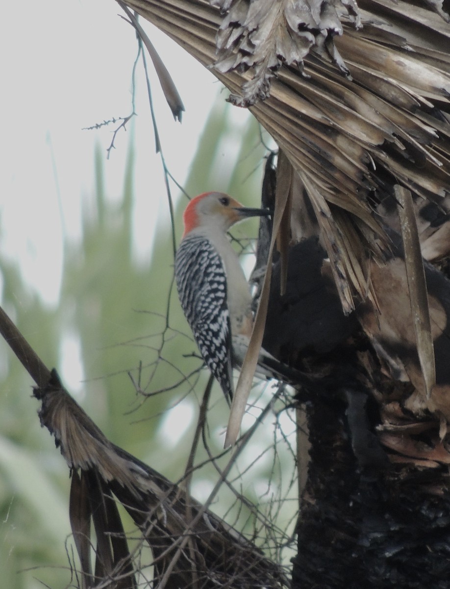 Red-bellied Woodpecker - ML311188511