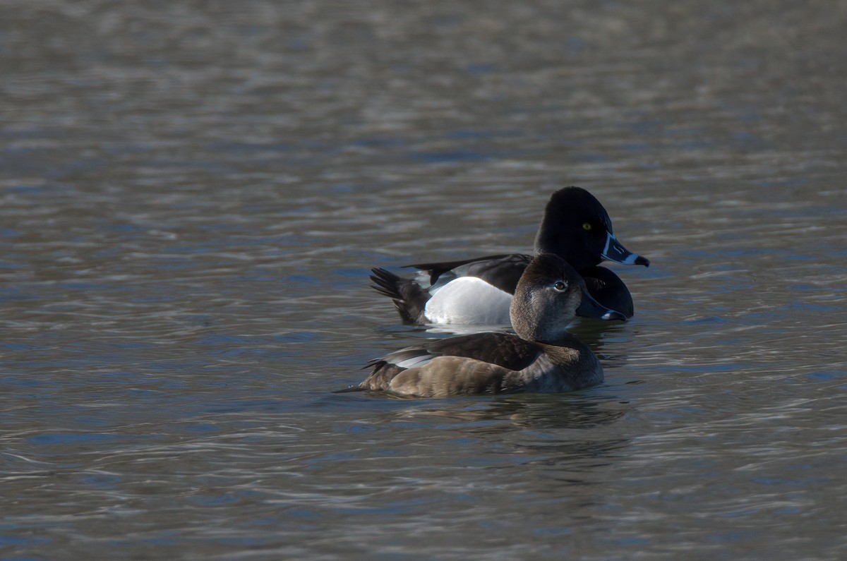 Ring-necked Duck - Vic Hubbard