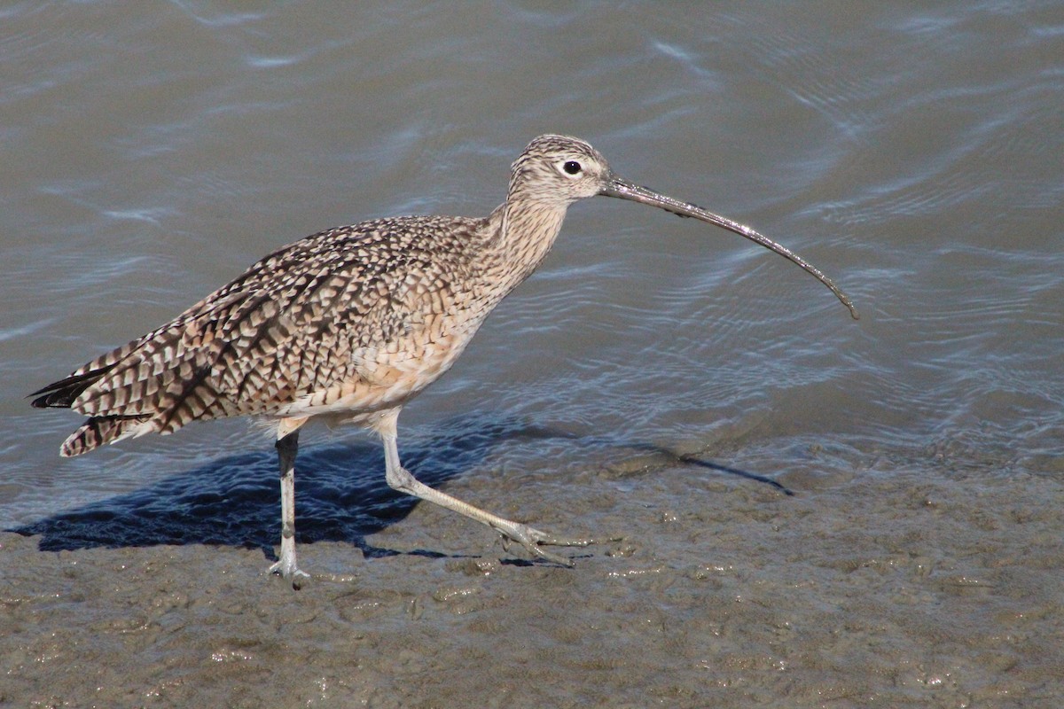 Long-billed Curlew - ML311211561