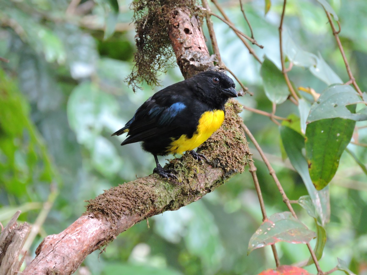 Black-and-gold Tanager - ML31121351