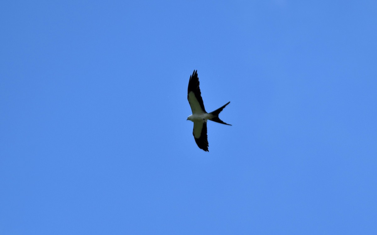 Swallow-tailed Kite - ML311217211