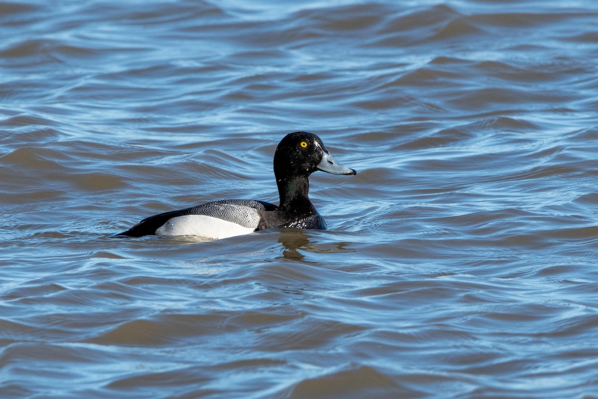 Greater Scaup - Candice Lowther