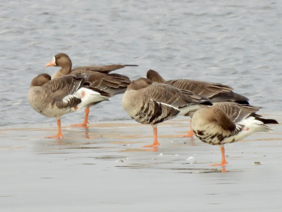 Greater White-fronted Goose - Sheryl Lazenby