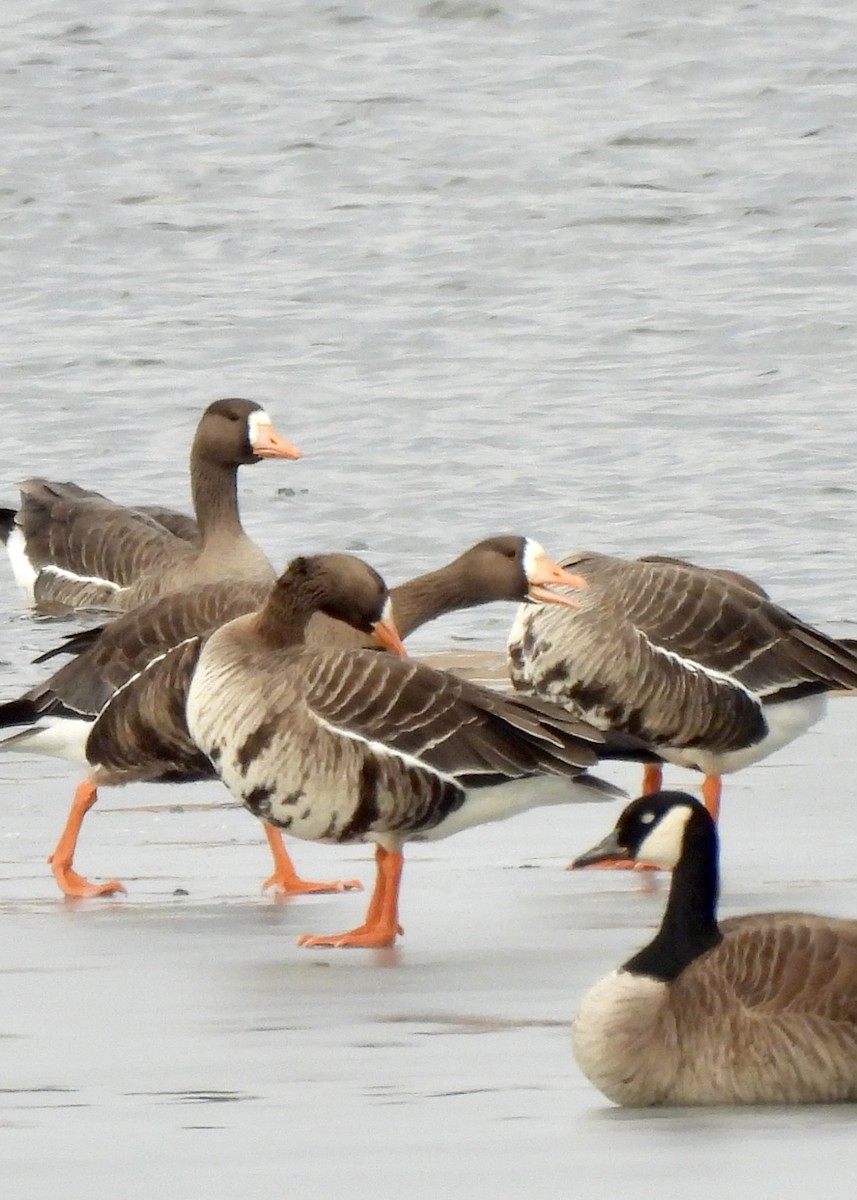 Greater White-fronted Goose - ML311221681