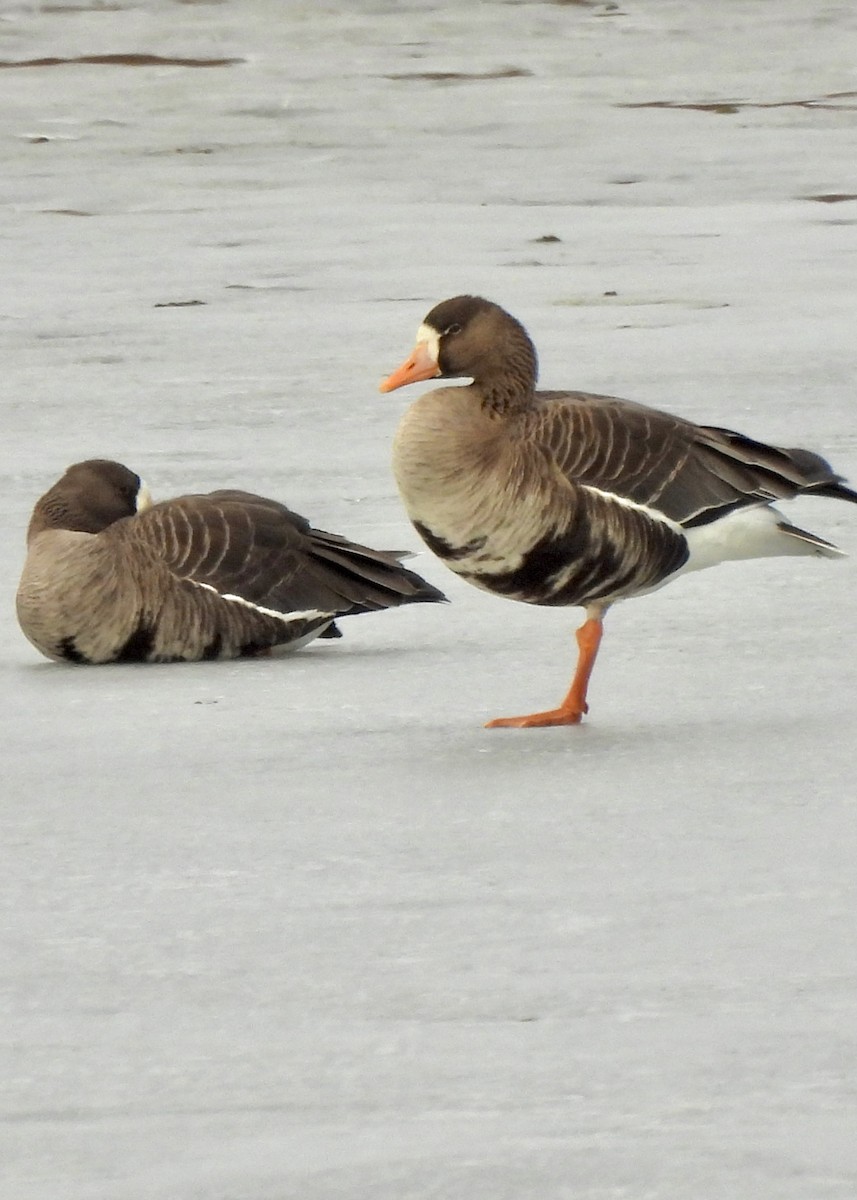Greater White-fronted Goose - ML311221921