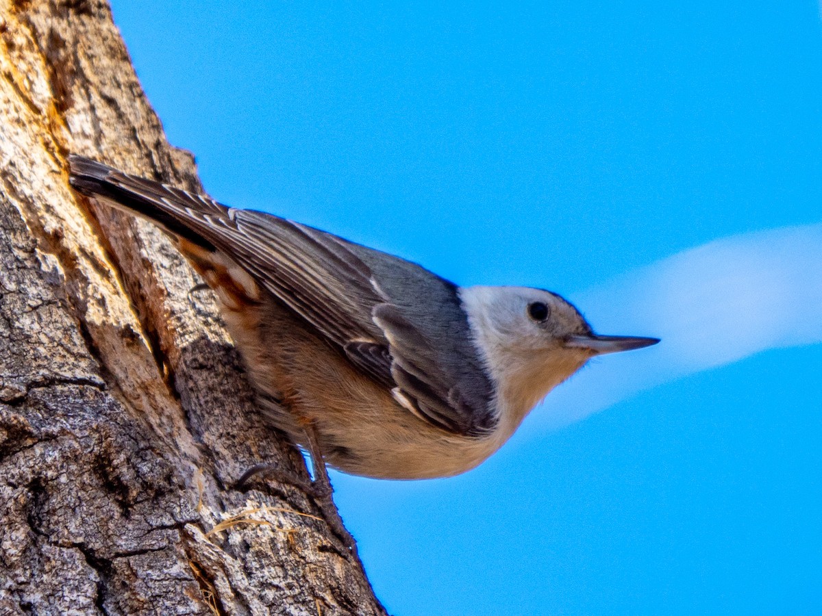 White-breasted Nuthatch - ML311223721