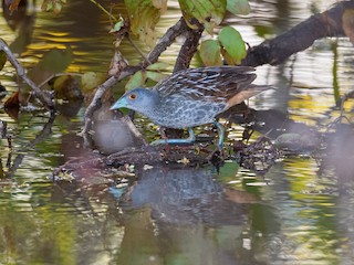  - Striped Crake