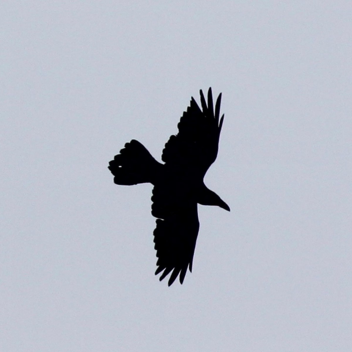 Common Raven - Roberta Kellam