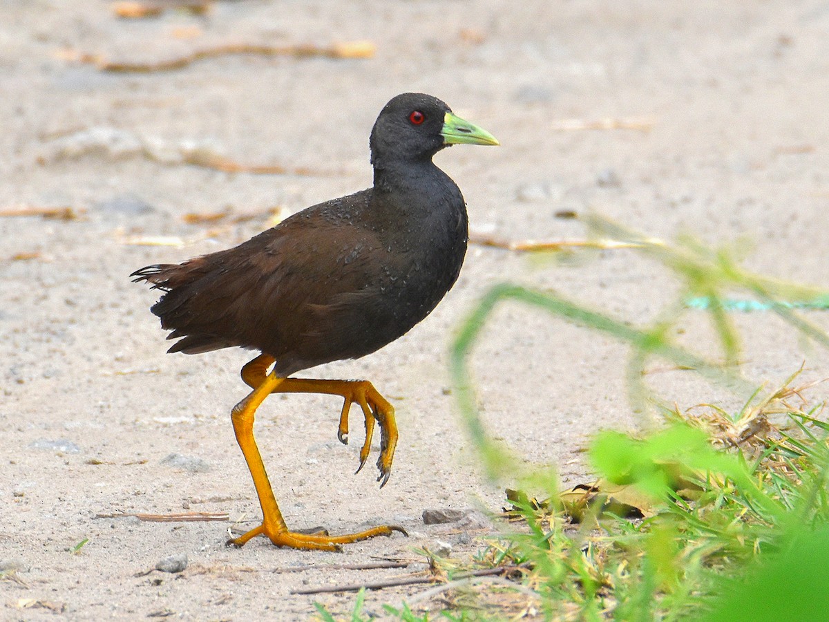 Plain Bush Hen Ebird