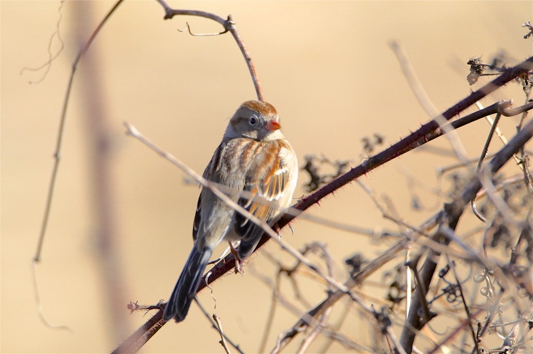 Field Sparrow - ML311226291