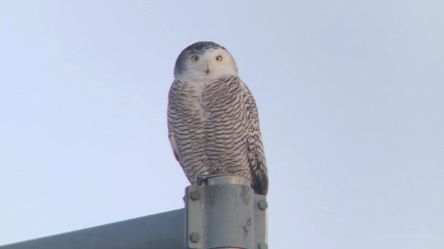 Snowy Owl - ML311235291