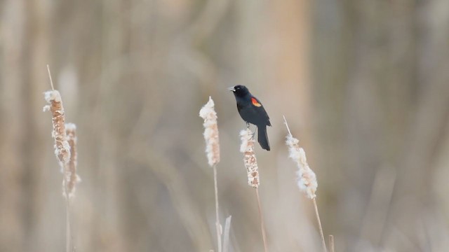 Red-winged Blackbird - ML311241871