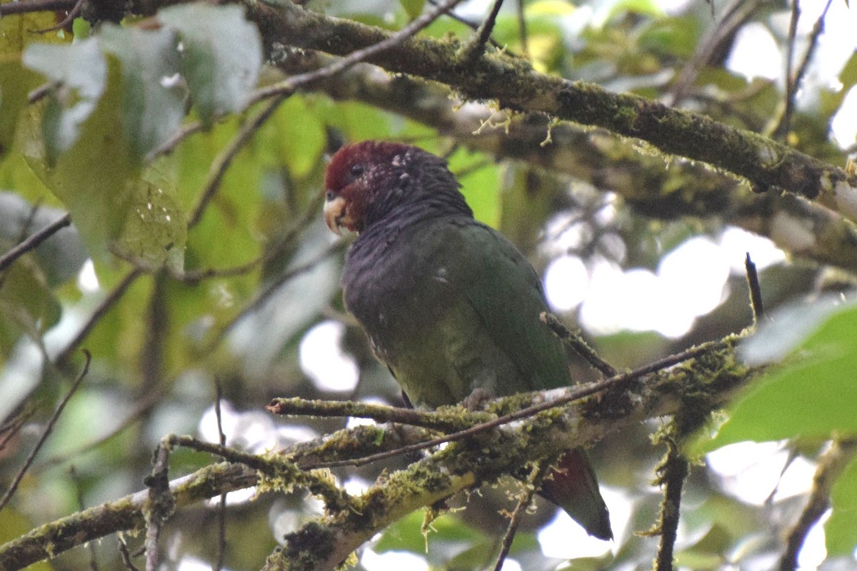 Speckle-faced Parrot - ML31124321