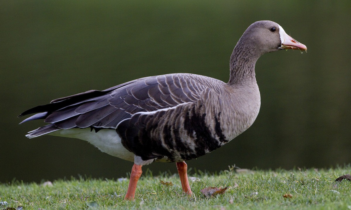 Greater White-fronted Goose (Western) - ML31124591