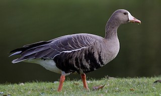  - Greater White-fronted Goose (Western)