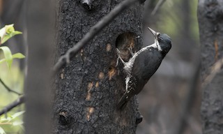  - Black-backed Woodpecker