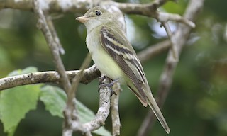  - Acadian Flycatcher