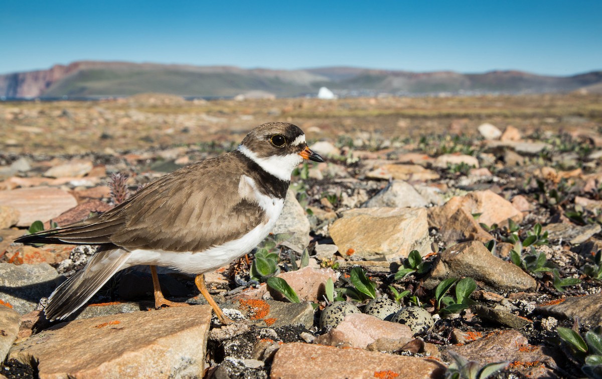 Semipalmated Plover - ML31125141