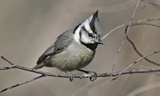  - Bridled Titmouse