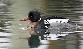  - Red-breasted Merganser