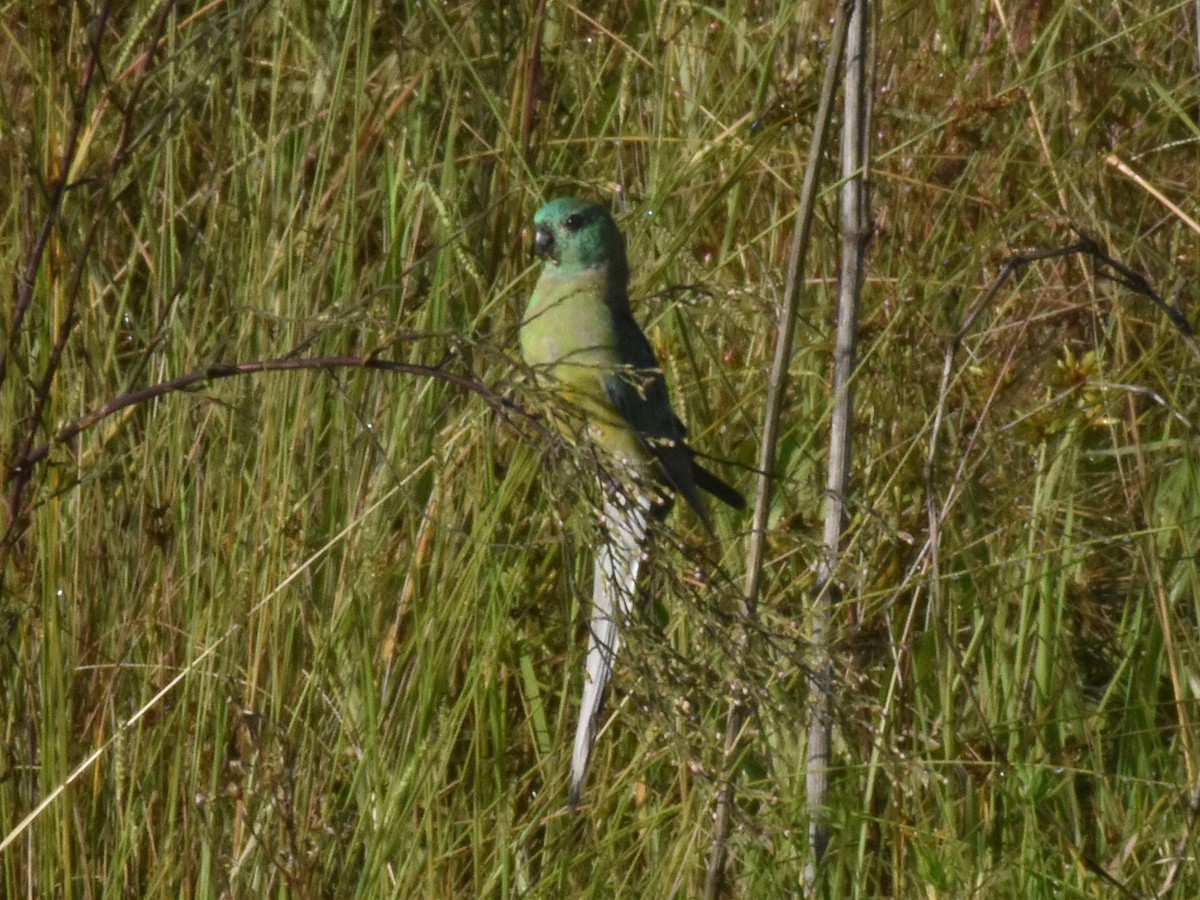Red-rumped Parrot - ML311257601
