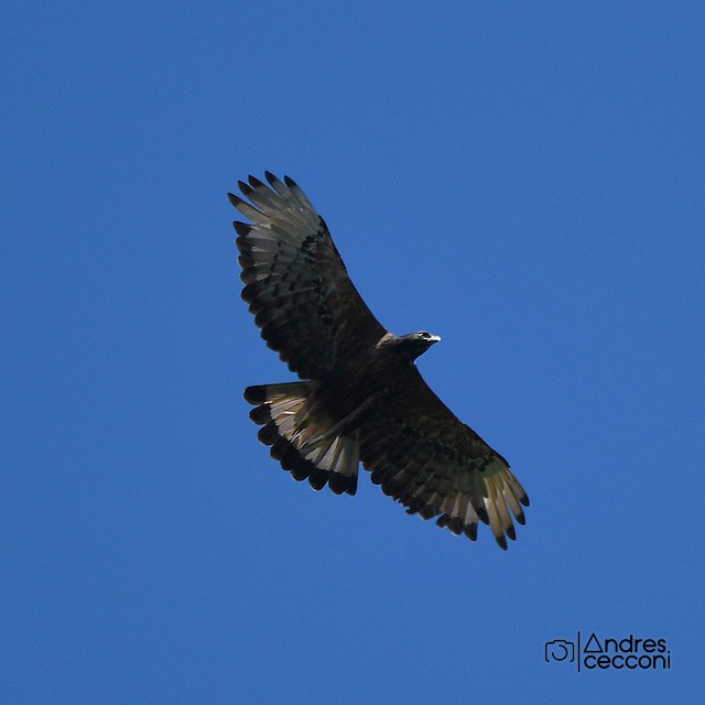 Black-and-chestnut Eagle - Andrés Cecconi