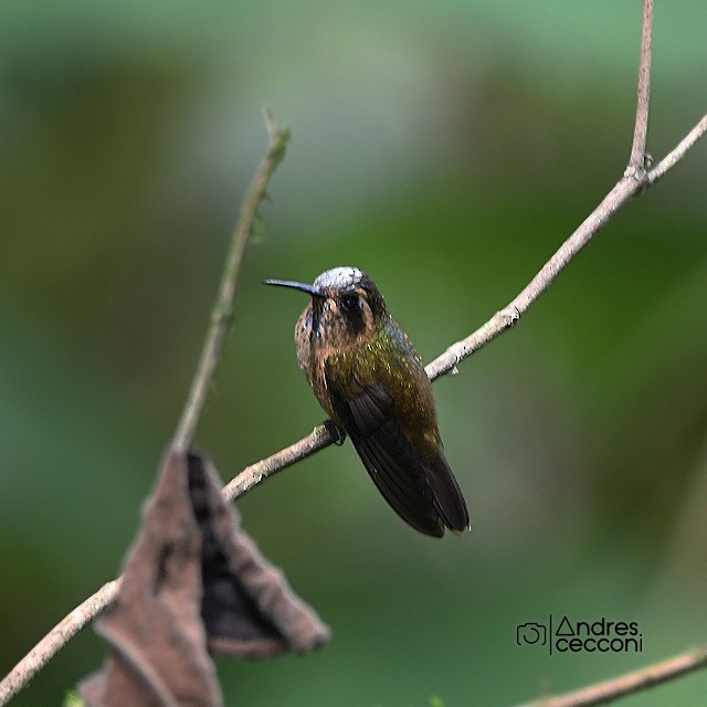 Speckled Hummingbird - ML311258321