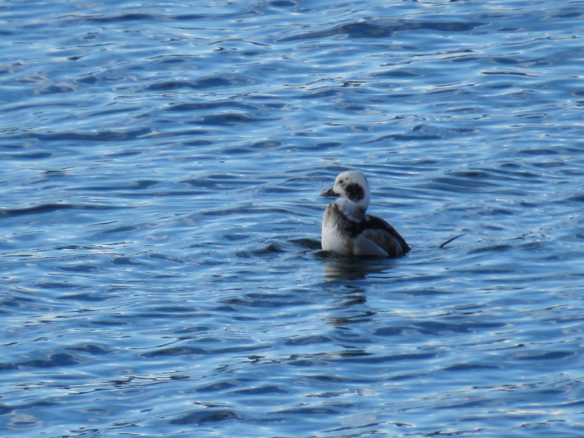 Long-tailed Duck - ML311261701