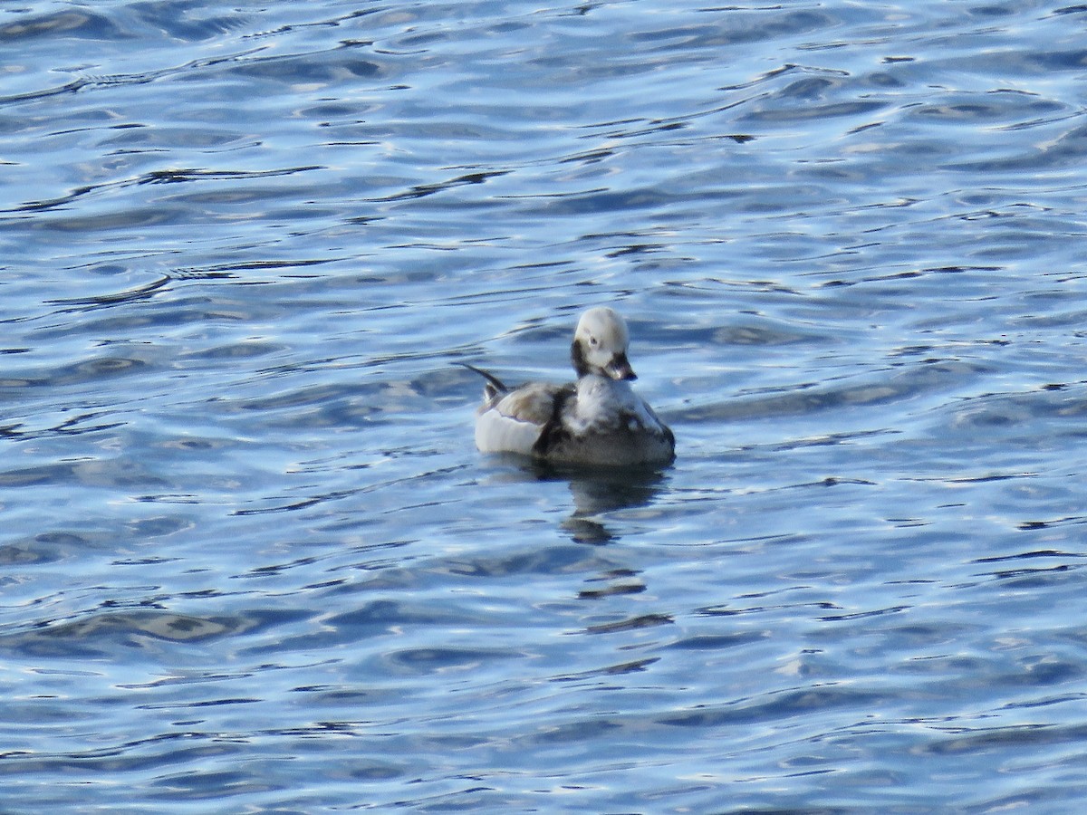 Long-tailed Duck - ML311261761
