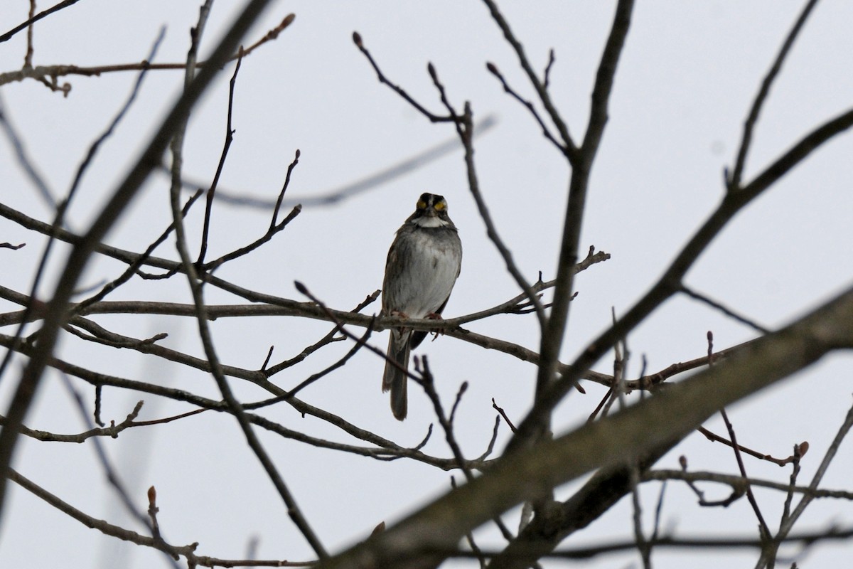 White-throated Sparrow - Lori  McCollister