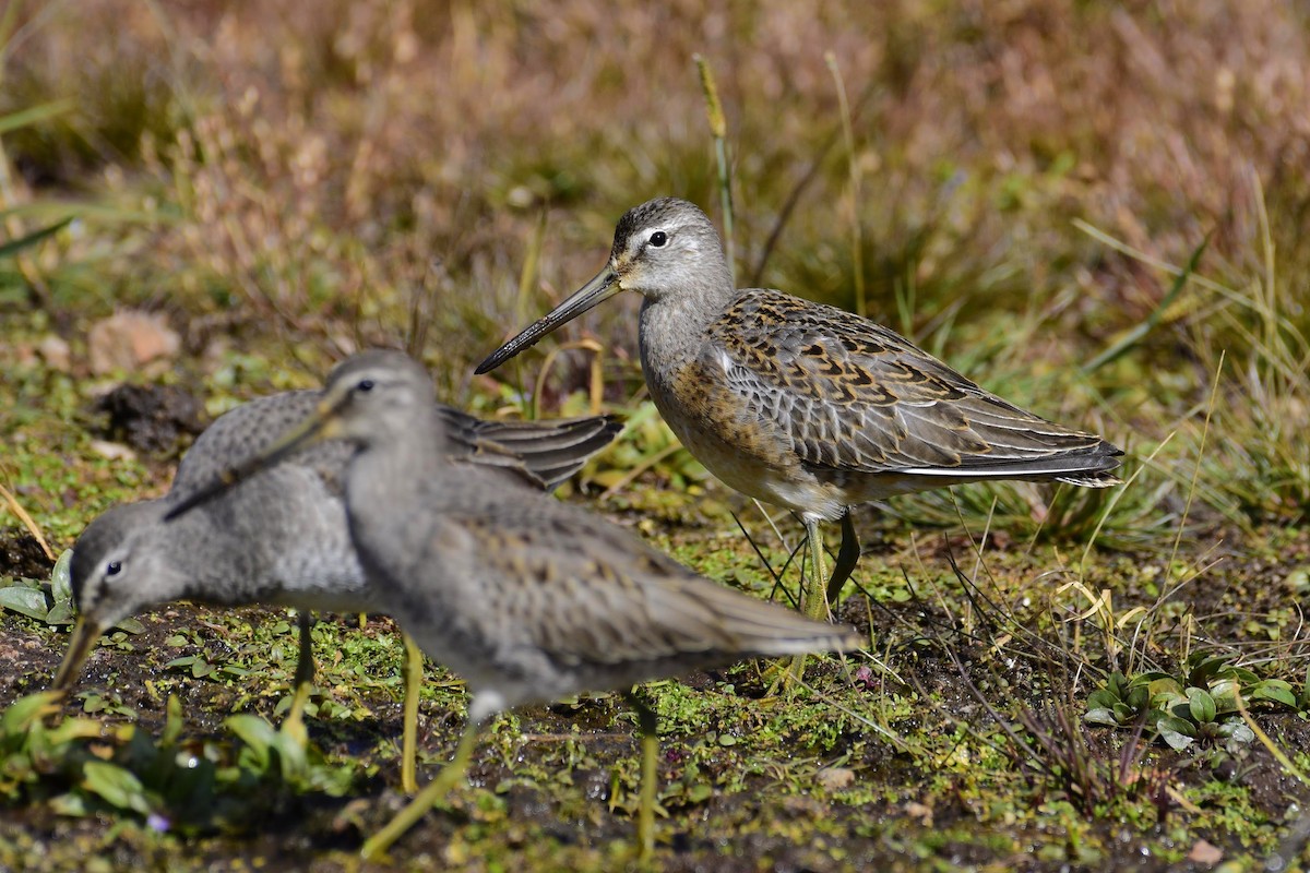 Long-billed Dowitcher - ML311265601