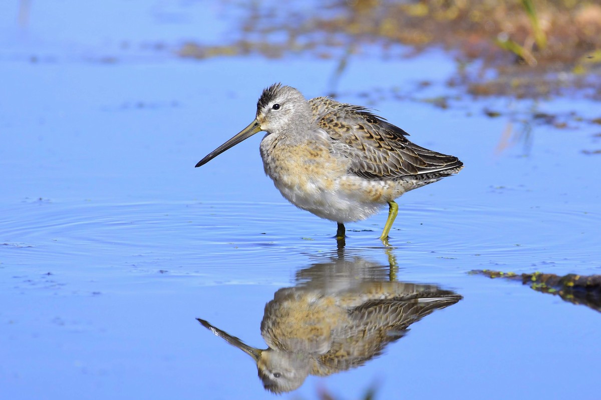 Long-billed Dowitcher - ML311265651