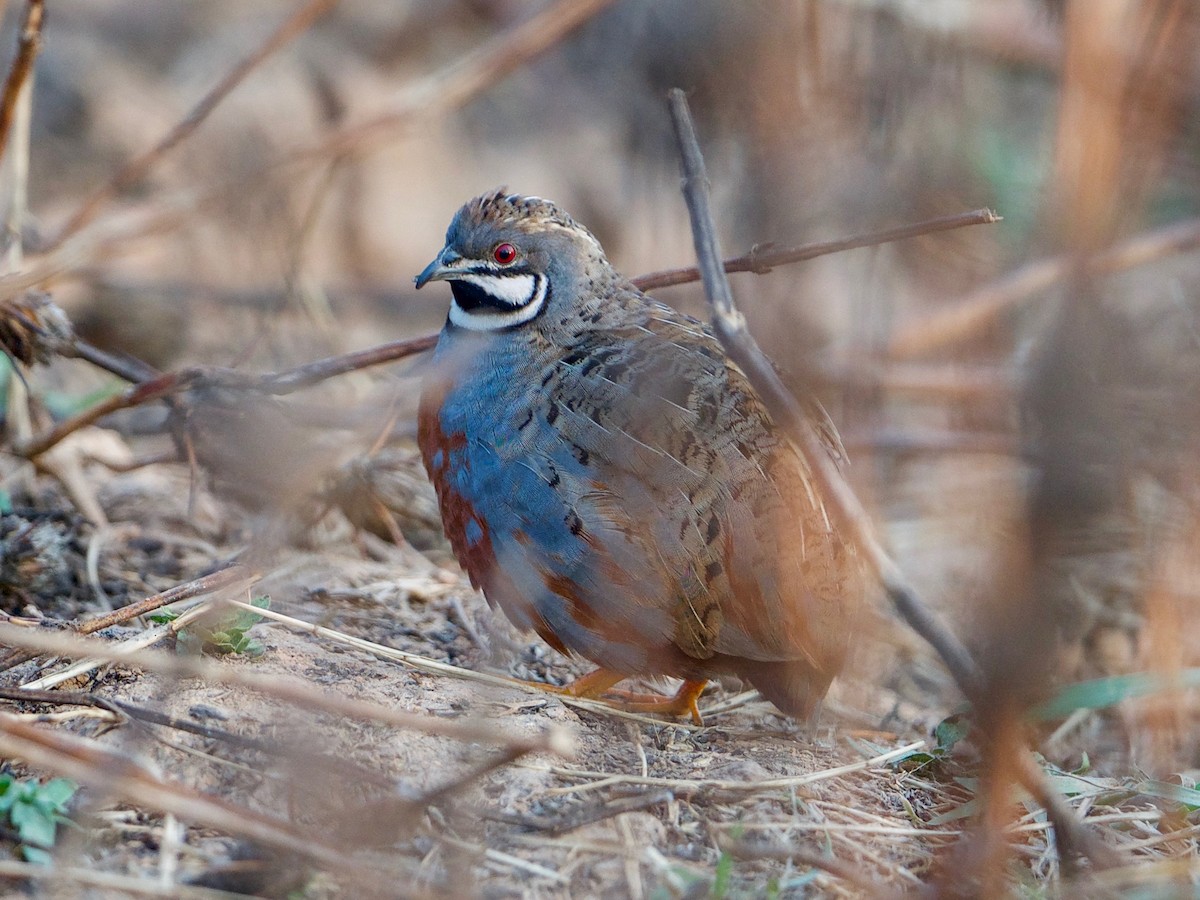 Blue-breasted Quail