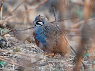  - Blue-breasted Quail