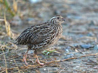  - Japanese Quail