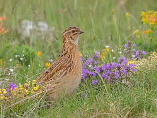  - Common Quail