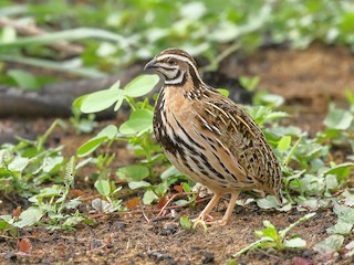  - Rain Quail