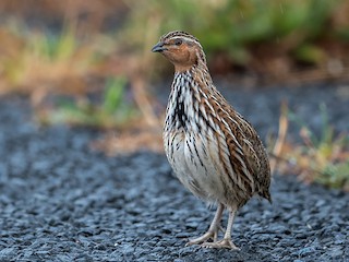  - Stubble Quail