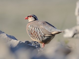  - Rock Partridge