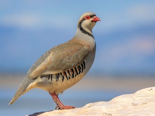  - Chukar