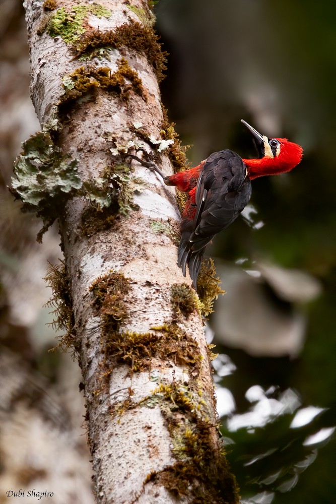 Crimson-bellied Woodpecker (Crimson-bellied) - ML311286751