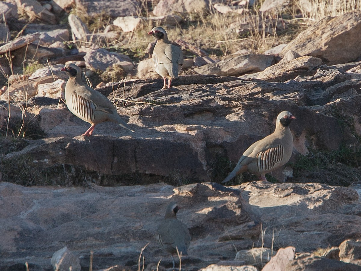 Perdrix De Philby Ebird