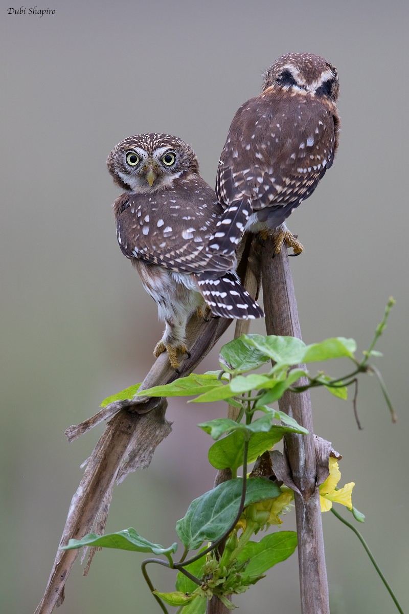 Peruvian Pygmy-Owl - ML311288491
