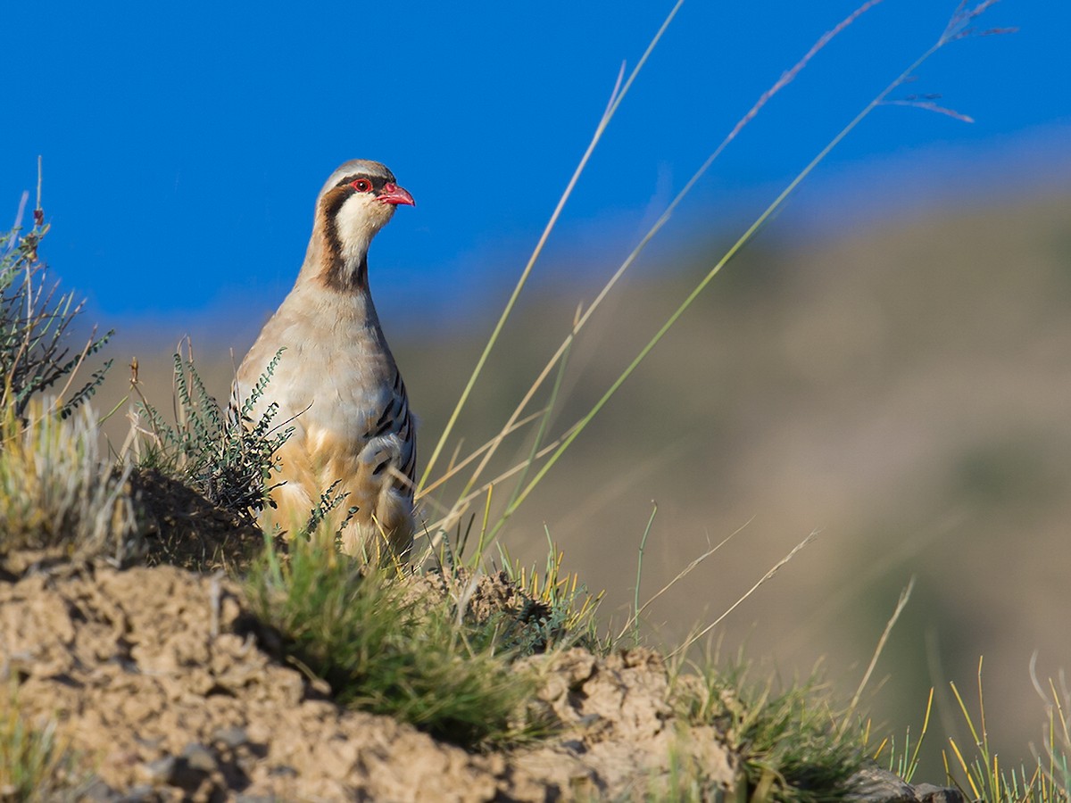 Przevalski S Partridge Ebird