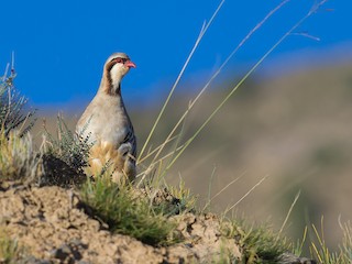  - Przevalski's Partridge