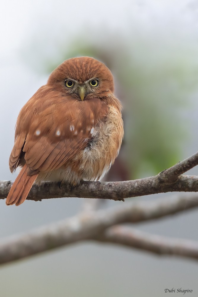 Peruvian Pygmy-Owl - Dubi Shapiro