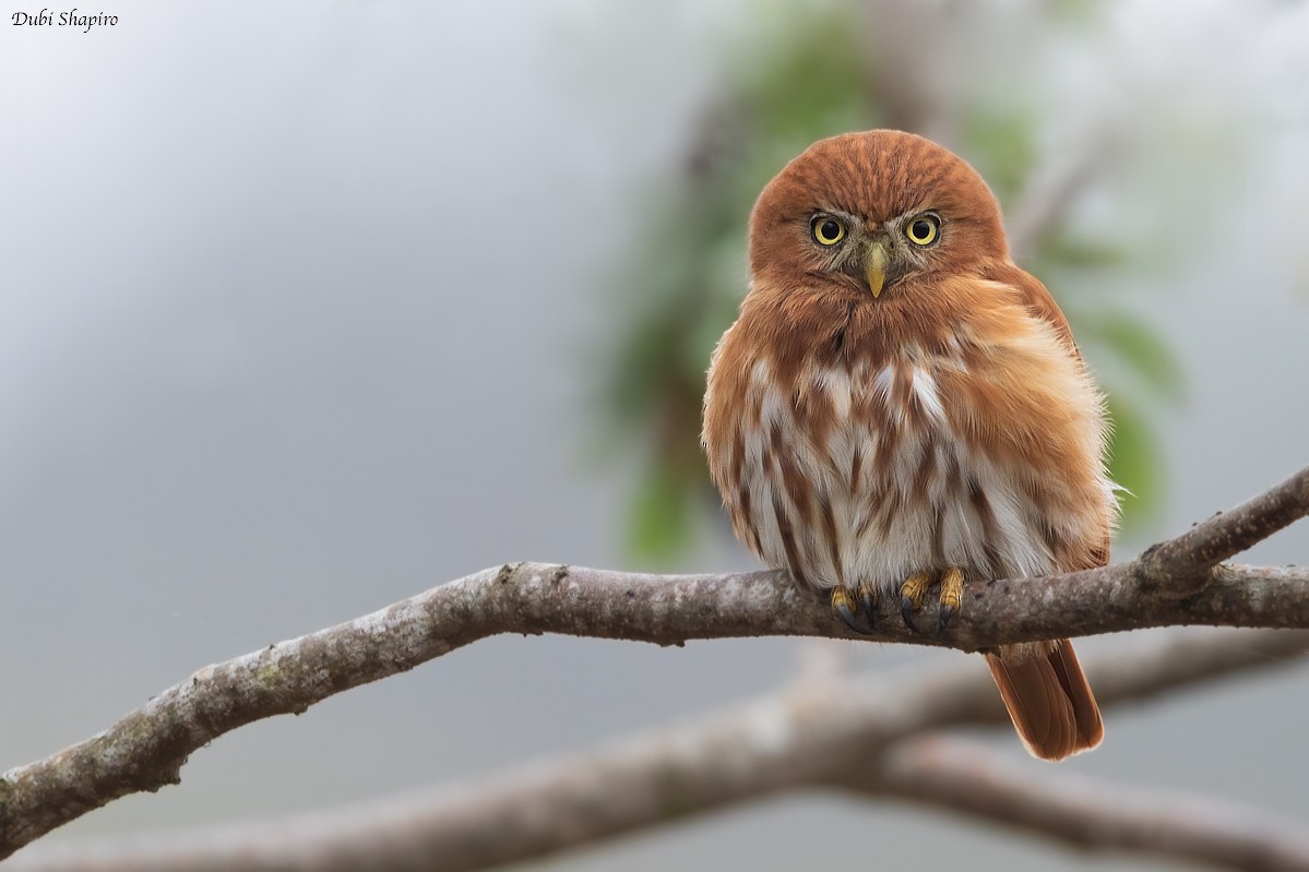Peruvian Pygmy-Owl - ML311288711