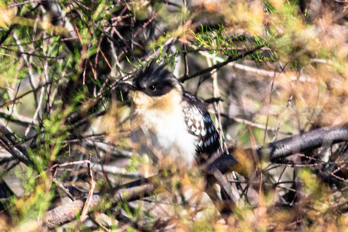 Great Spotted Cuckoo - ML311299811