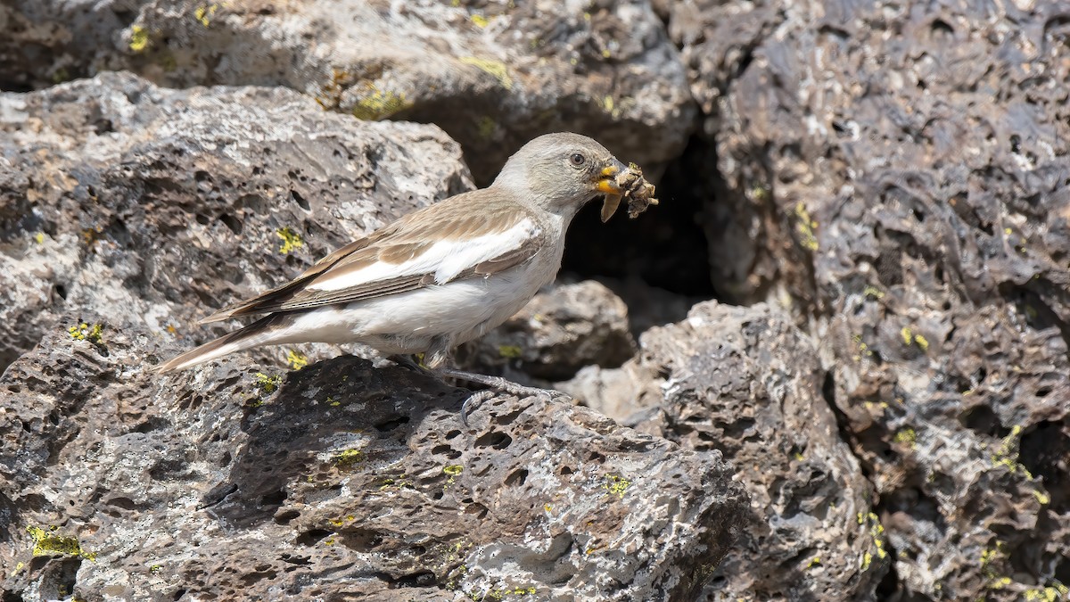 White-winged Snowfinch - ML311300781