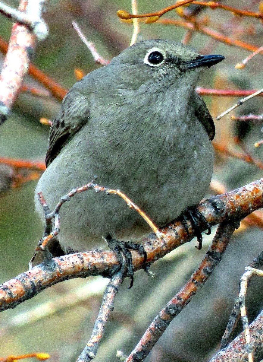 Townsend's Solitaire - ML311304211